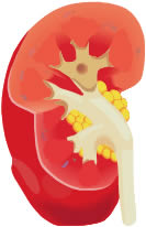 The function of kidney